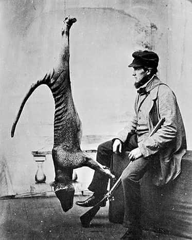 デビッド・ポーコックさんのインスタグラム写真 - (デビッド・ポーコックInstagram)「If we could go back in time we’d certainly try and save species like the thylacine and avoid Australia having the worst mammal extinction rate of any country in the world.   Today nearly 1 in 3 of our unique mammals is at risk of extinction. In the wake of the bushfires which killed hundreds of millions of animals we are facing the gutting of our environmental protection laws by @scottmorrisonmp's government at the same time as they spend just 0.2% of the budget on taking care of Nature. Meanwhile, our tax payer dollars contribute 9 times more to diesel fuel subsidies!   Given how much Australians love this continent, the weeks leading up to the budget are a great time to start talking about better laws to protect this incredible continent and 1% of the budget to look after it.   "Benjamin" (since believed to be a female) was trapped in the Florentine Valley in 1933 and was then kept at the Hobart Zoo for three years before she died on 7 September 1936. The last of her kind. Let’s not be responsible for that again.  #onepercentfortheplanet #thylacineday #extinction #epbc #australia」9月7日 9時25分 - davidpocock