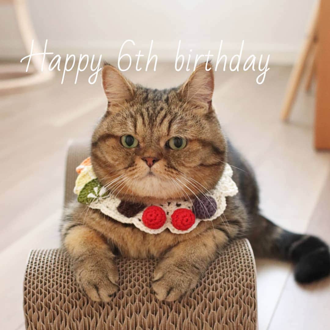 寅次郎（とらちゃん）さんのインスタグラム写真 - (寅次郎（とらちゃん）Instagram)「☆  Happy 6th Birthday🎉🎉 . 僕、6歳になったよ🎂🎉 . いつも見てくれてありがとにゃ～💓 これからも健康に気をつけて楽しく暮らすにゃね🐯 . #happybirthday #お誕生日おめでとう #いつもありがとう #寅コレ . #cat #cute #meow #貓 #ねこ #エキゾチックショートヘア #無敵の親バカ同盟 #猫のいる暮らし #にゃんすたぐらむ #ペコねこ部 #ねことの暮らし」9月7日 9時35分 - torachanthecat