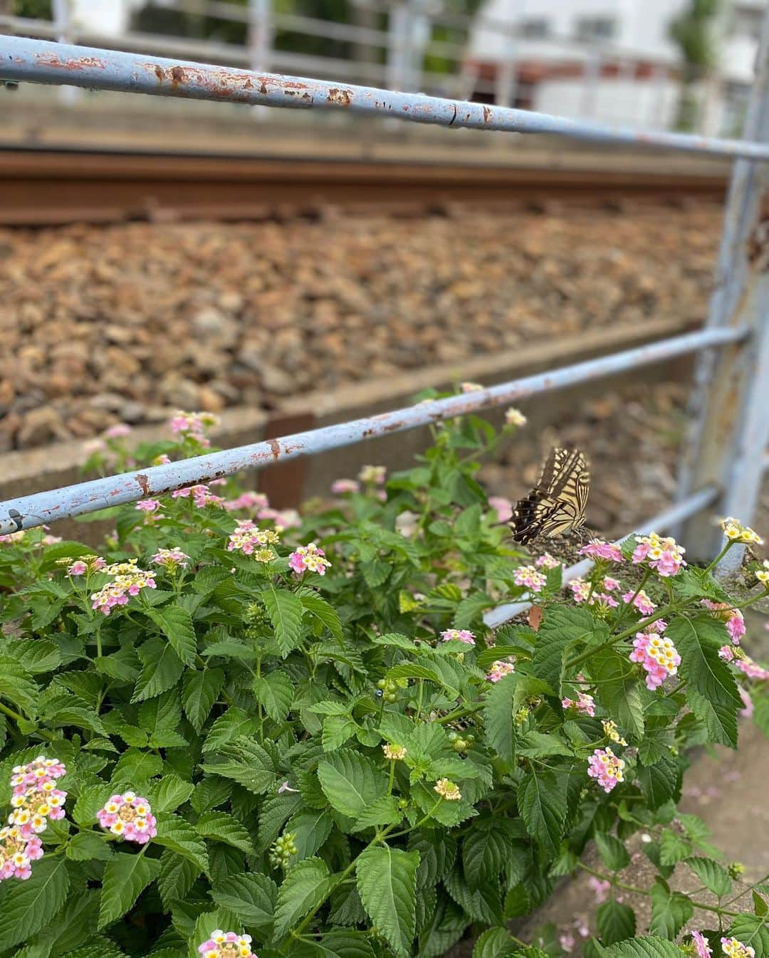 青木剛さんのインスタグラム写真 - (青木剛Instagram)「最近、撮影した写真🙏 人との出会い、モノとの出会い、風景・景色との出会い、出来事との出会い……全てに感謝です。 写真撮るの、上手くなりたい今日この頃です😅 #写真 #感謝」9月7日 9時28分 - takeshiaoki15