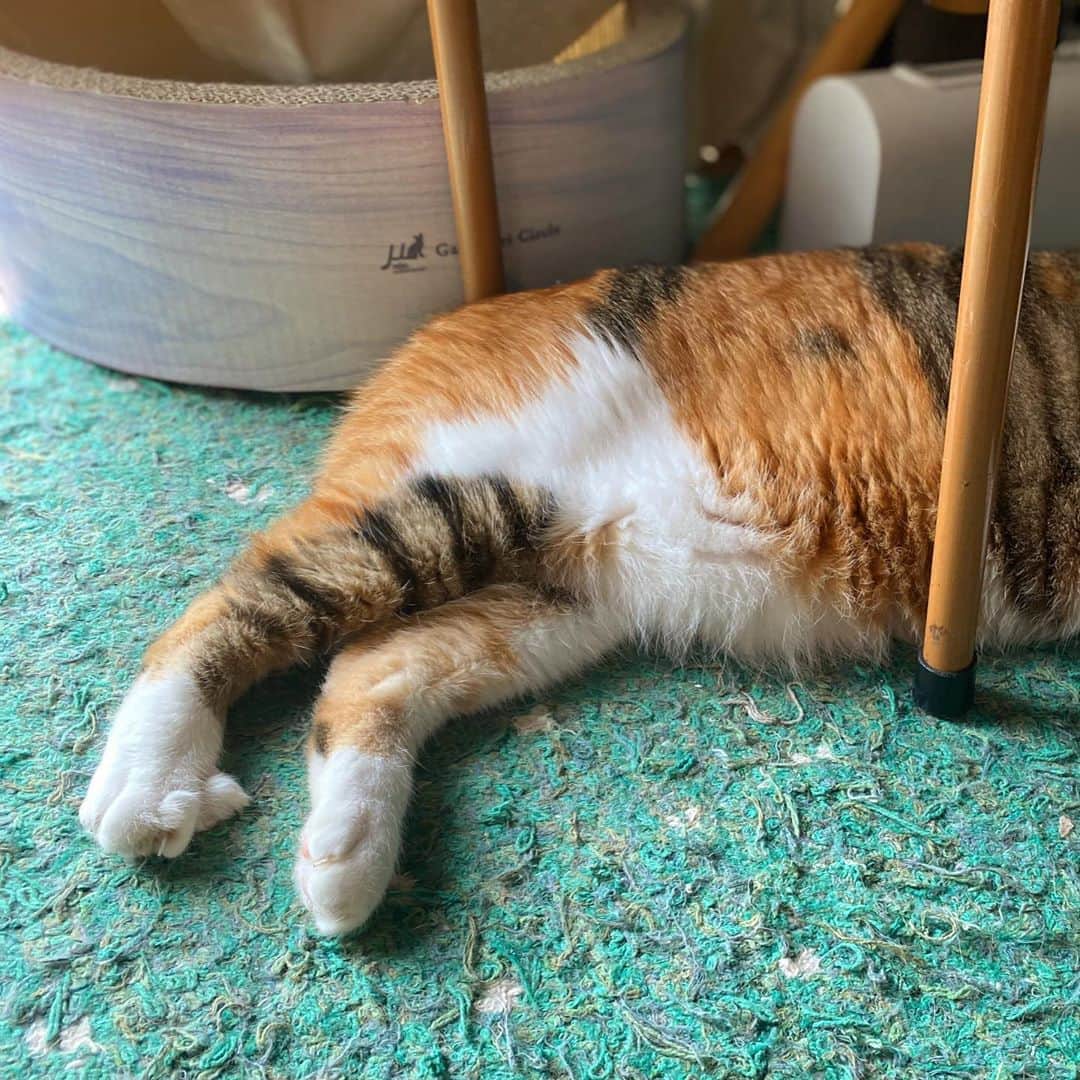 山田稔明さんのインスタグラム写真 - (山田稔明Instagram)「おはよ。台風気になりすぎて寝れなかったよね。 #ポチ実 #三毛猫」9月7日 9時33分 - toshiakiyamada
