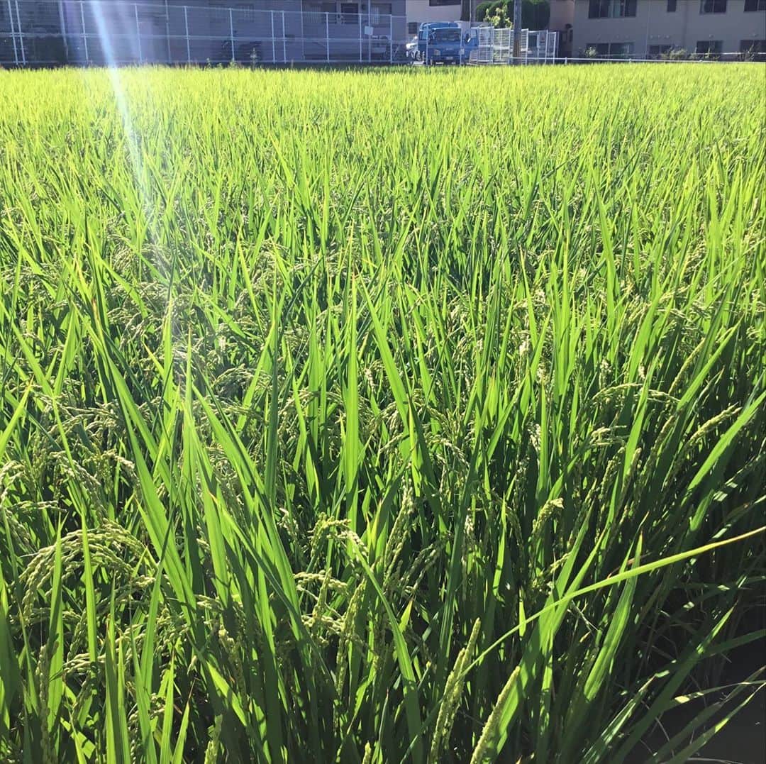 橋本かずまささんのインスタグラム写真 - (橋本かずまさInstagram)「家の田んぼの稲穂が垂れてきました。 やはり例年に比べて少し早いですね。 超片手間農業ですが収穫時期になると気にはなります。  #大阪府 #四條畷市 #田んぼ #超片手間農業 #超片手間ファーマー #大阪産 #大阪もん #ヒノヒカリ」9月7日 9時46分 - kazumasa.hashimoto