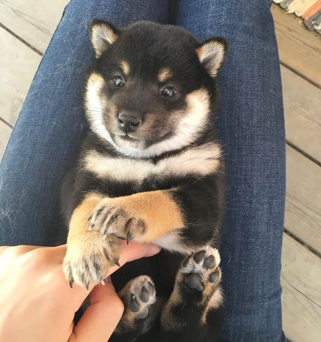 ?Fricko the Shiba Inu?のインスタグラム：「Smol Keaton is kinda cute 😳❤️ 🐾 🐾 🐾 #Keaton #🐶 #☀️ #shiba #shibainu #dog #柴犬 #黒柴  #adorable #shibaholics  #dogoftheday  #weeklyfluff #aww #dogstagram  #blackshiba #puppiesofinstagram #shibalove #shibastagram #shibadog #shibasofinstagram #doglovers」