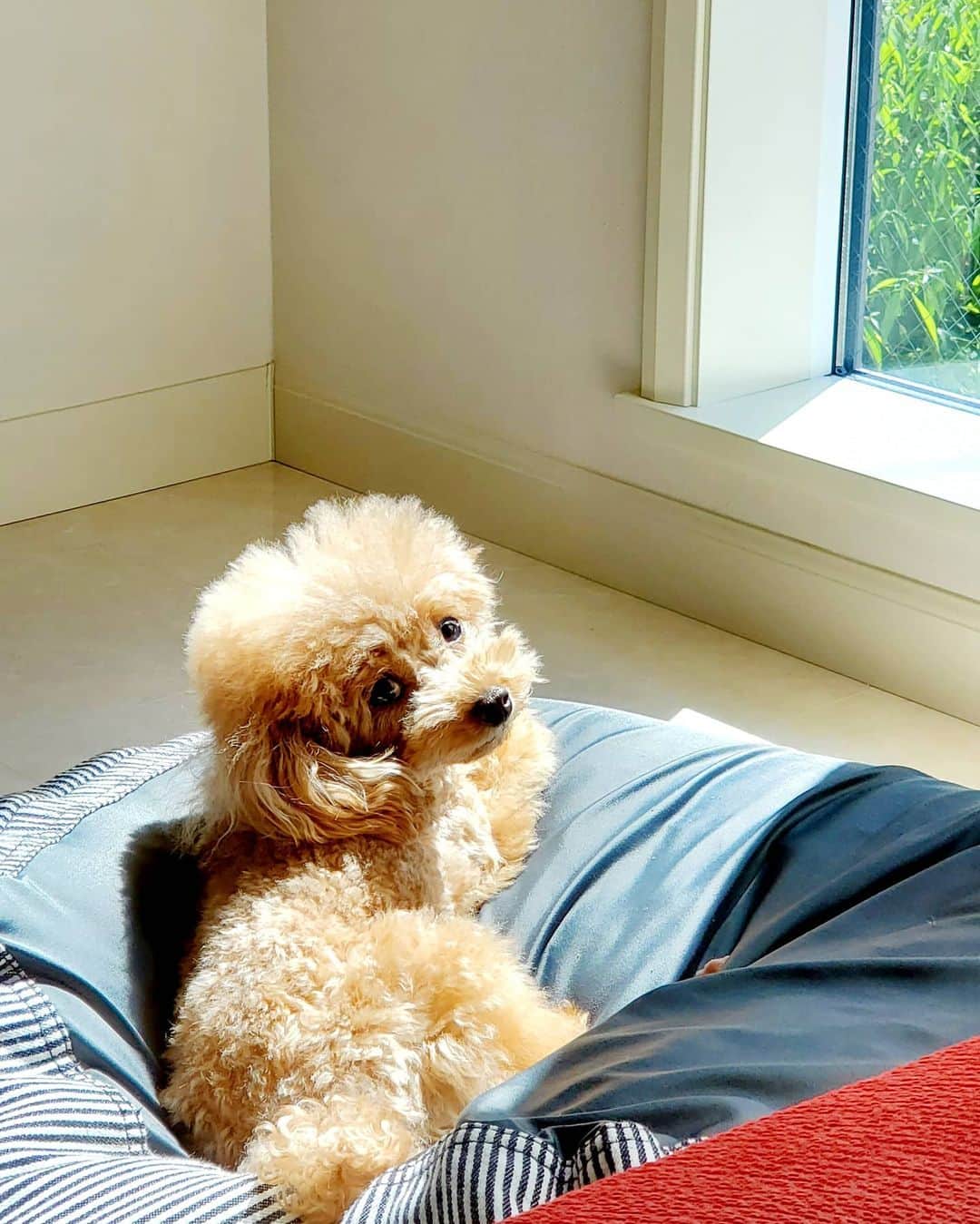 聖澤諒のインスタグラム：「仙台では今日、明日とまた30℃越えの暑さです😥💦  写真は涼しい場所から出たくない僕とは違って、自ら暖かい場所を選ぶラスクでした😄  まだまだ暑さに負けずに頑張ろー😋🎵 #愛犬 #トイプードル」