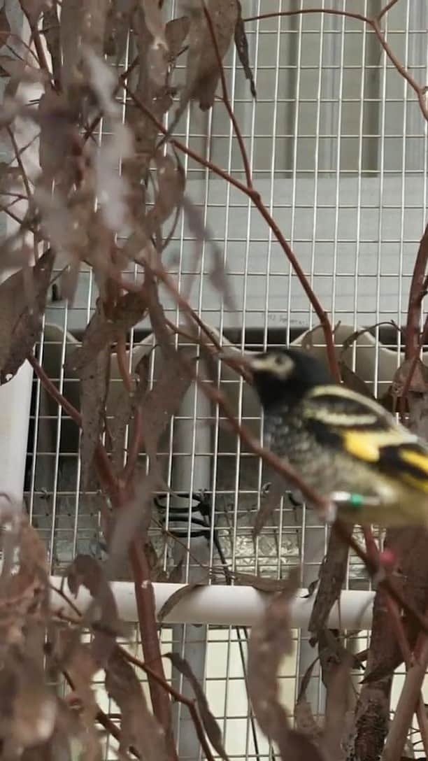 タロンガ動物園のインスタグラム