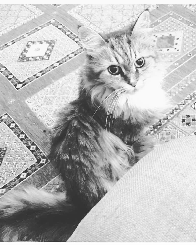 光野桃のインスタグラム：「8月最後の夜、猫が旅立ちました。 16歳と4ヶ月。 最後の4ヶ月は闘病生活でしたが、そこで見せてくれたものは、苦しくても痛くても、じっと黙ってただひたすら耐え、後は一直線に生きることに向かっていく姿でした。 ・ ただ生きる、食べて出す、それがこれほど尊いことなのだ、と教えられる日々。 濃密な介護生活を過ごした最後の夜、もう歩けないはずなのに、わたしたちの寝室のある2階まで階段を上り、ドアを開けて、聞いたこともない大きな声で2回鳴き、別れを告げてくれました。 ・ 人間で言えば80歳、なのに幼顔で立ち居振る舞いも少女のようだったので、おばあちゃんと呼ぶ気持ちにならず、姉さんと呼んでいました。 今は喪失感の凄さに打ちひしがれていますが、猫を見習い、ちゃんと生きなければ。 そんな気持ちになりつつあります。  #猫」