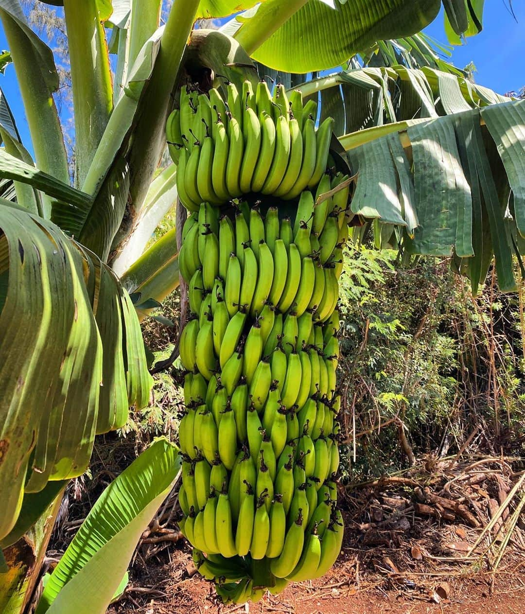 クラーク・リトルさんのインスタグラム写真 - (クラーク・リトルInstagram)「🍌🍌🍌🍌🍌Pupukea grown😎🤙🏼🆑 #pupukealife」9月7日 10時40分 - clarklittle