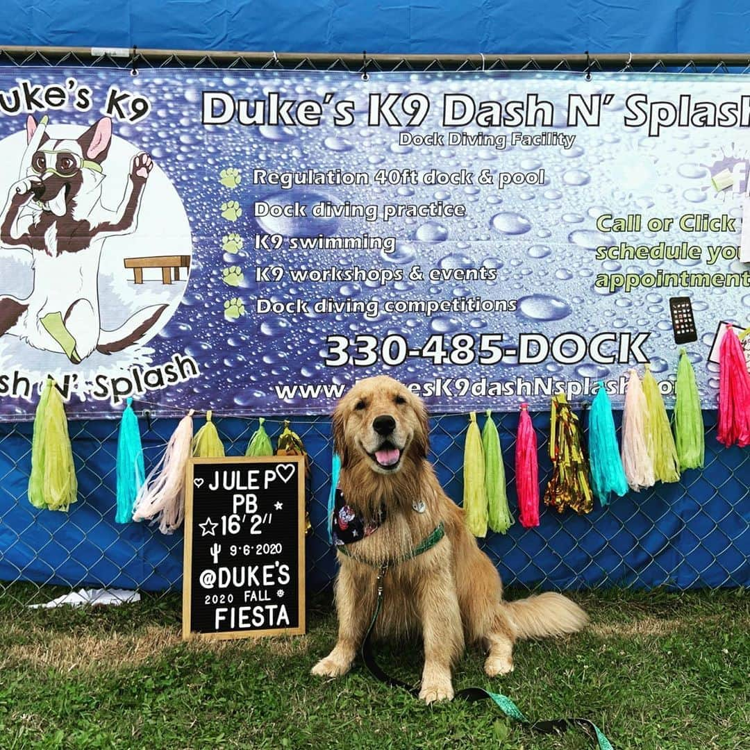 モヒートさんのインスタグラム写真 - (モヒートInstagram)「Julep had the best day today!! She competed in her second ever #dockdiving competition🎉 this girl had THREE consecutive personal best jumps coming in at 14’9” , 15’ and 16’ 2” 😮 apparently her last practice jump was over 17 ft! Shout out to @dukesk9dashnsplash for a fun and SAFE event today 💜#diveatdukes 💦has your dog ever tried dock diving??」9月7日 10時51分 - mojito_rose_family