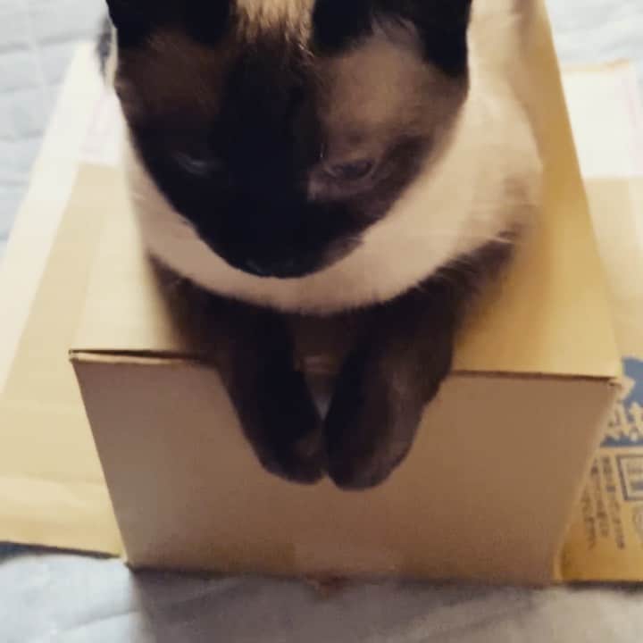 のインスタグラム：「Cats like on a box. #cat #warabi #box #cat_delight #catworld #mako0mako0 #catselfie #ねこ　#ねこ動画　#わらびちゃん　#箱猫　#まこまこ　#猫のいる生活 #猫のいる暮らし #猫スタグラム」