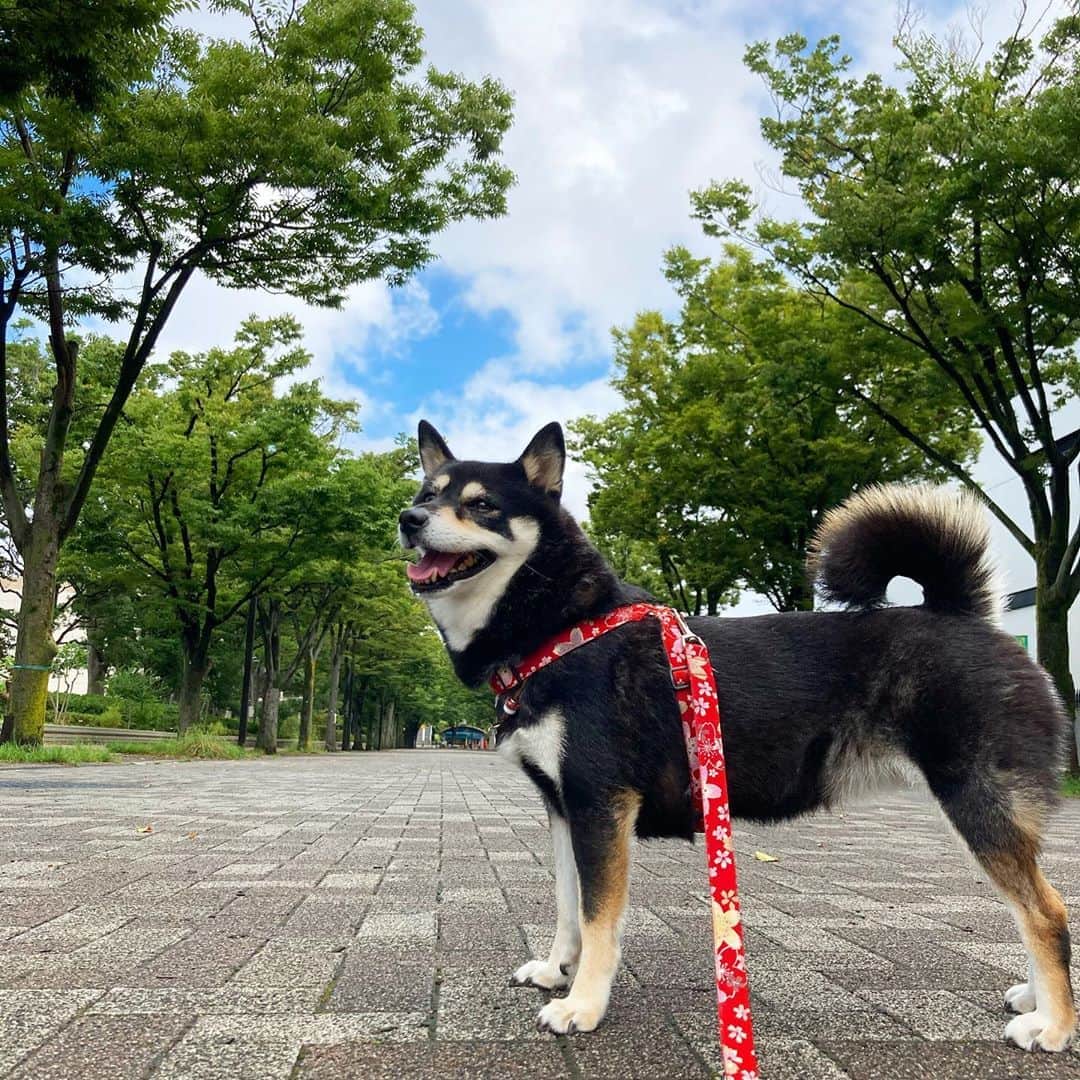 vo_coのインスタグラム：「🌀 台風、とりあえずピークは過ぎたのかな… 影響の大きかった地域のみなさん、停電とか土砂災害とか大変だと思います うちは雨の隙間をぬって保育園の送りもチャリで行けたしこたつさんの散歩もええ感じで行けました これから洗濯をするかどうか悩ましい… * #shibastagram #instashiba #shiba #shibainu #黒柴 #柴犬」