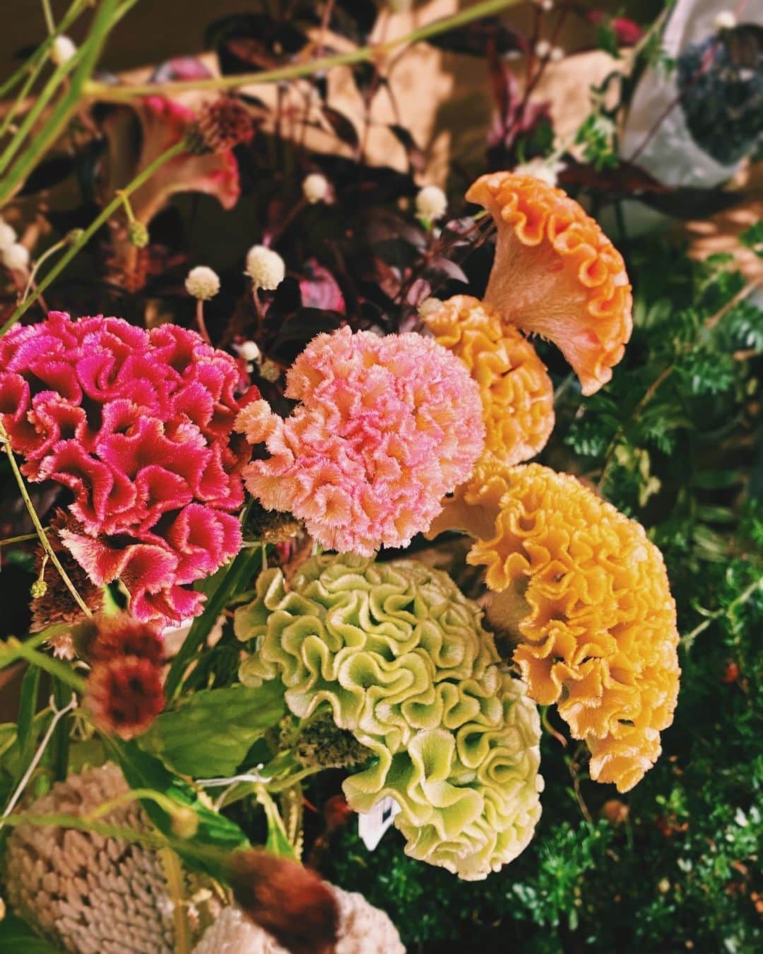 柏の葉 T-SITEさんのインスタグラム写真 - (柏の葉 T-SITEInstagram)「【PICK UP】﻿ 『今週のdecora便🌿 #7』﻿ ﻿ 〈ジャンル〉食・暮らし﻿ 〈場所〉1F 暮らし﻿ ﻿ こんにちは。﻿ ﻿ フラワーショップ デコラ @decoradecora さんから﻿ 届いたお花をご紹介するこちらのコーナー。﻿ ﻿ 今週は #初秋の装い がテーマです。﻿ ﻿ まずは鮮やかな #石化けいとう﻿ 花弁がビロードのように綺麗です。﻿ ﻿ #ワレモコウ は1つ1つの大きさが小ぶりなぶん、﻿ メインのお花と合わせても素敵に飾っていただけます！ 赤みを帯びた茶色の部分は萼(ガク)にあたり、﻿ 長く色が残るので、晩秋まで楽しむことができます。﻿ ﻿ 見た目が個性的な #リューカデンドロン は実は16もの品種があるお花です！ こちらの3つはドライにもなり、色々な楽しみ方ができますよ。﻿ ﻿ #ゼブラスイート という種類の #いちじくは﻿ 甘いかおりで実がおおきくなるのが待ち遠しいです。﻿ ﻿ ーーーーーーーーーーーーーー﻿ 夏も過ぎ、早いものでもうお月見の季節です。﻿ まずはデコラさんのグリーンで初秋の装いを始めてみませんか。﻿ ﻿ #柏の葉蔦屋書店 #蔦屋書店 #柏の葉tsite #tsite ﻿ #おうちガーデン #decora ﻿ #お花のある暮らし #フラワーショップ #フラワーギフト」9月7日 12時12分 - kashiwanohatsite