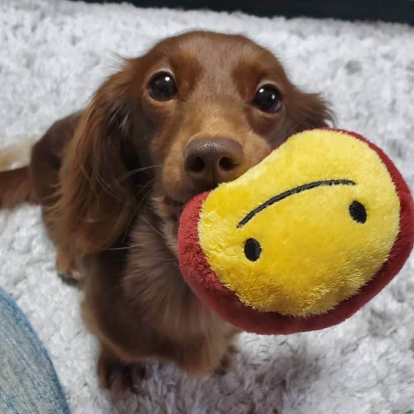 北見寛明のインスタグラム：「愛犬が #さつまいものおもちゃ #無限に運んできて #秋の訪れ感じさせてくる #それにしても #可愛すぎてドン引く #底知れない  #dog #dogstagram #doglover #doglife #dogsofinstagram #doglovers #dogoftheday #dogphotography #dogmodel #dogmom #doginstagram #dachshund #dachshundsofinstagram #dachshundgram #dachshunds #dachsundsofinstagram #dachshundpuppy #犬　#仔犬 #ミニチュアダックスフンド #ミニチュアダックス」