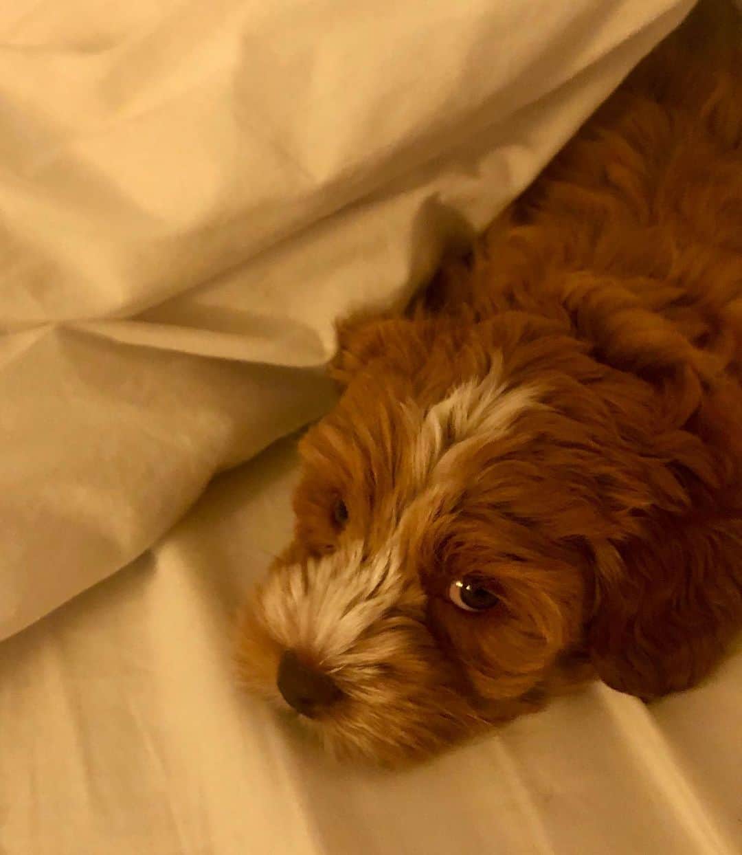 ジェニファー・グレイのインスタグラム：「“voulez-vous coucher avec moi ce soir?“ night three of crate training... this is moments after winnie first felt the high thread count and seemed to have an out of body experience, or a sudden personality change. she turned into this flirty siren. giving me the crazy side eye like some femme fatale as she burrowed under the duvet like an furry undercover spy. like she was auditioning for the part of a lifetime. #rubemistake rule one: never let them in your bed  #iamsof*cked #sucker #ineedapuppysponsor #doggrantmetheserenity #puppyslip #imsoweak #pawswhenagitated never underestimate the power of the puppy  #winniethedooh #powerlessoverpuppy」