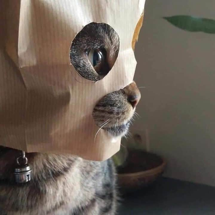 Aww Clubさんのインスタグラム写真 - (Aww ClubInstagram)「Name this superhero⠀ ⠀ 📷@iubirescu⠀ ⠀ #meowed #iubirescu #mask #superhero #catman」9月7日 14時00分 - meowed