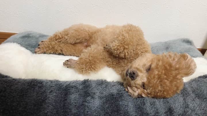 ふわのインスタグラム：「#toypoodle#toypoodlegram#dogsofinstagram#doglover#doglife#instadog#dog#fuwamama#ふわもこのふわ#ふわ#トイプードル#ふわもこ部#犬バカ部#親バカ部#犬のいる暮らし#いぬすたぐらむ#白目#お昼寝」