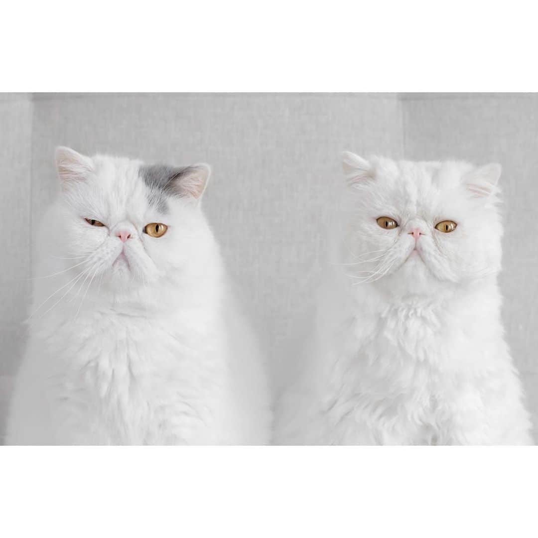 annie&pADdinGtoNさんのインスタグラム写真 - (annie&pADdinGtoNInstagram)「Harold and the Apprentice #doubletrouble  #harold #dilbert #kitties #exoticshorthair #persiancat #cat #cats #kittens #scruffyboys #naughty #catsofinstagram #instagood #ilovemycats #crazycatlady #weeklyfluff #catlife #cats_of_instworld」9月7日 14時10分 - anniepaddington