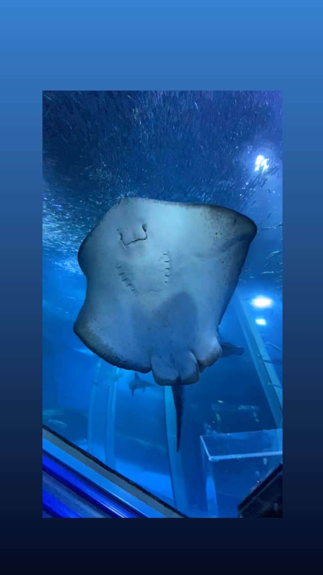 原口恵美のインスタグラム：「#八景島シーパラダイス  #イルカショー  #家族でお出かけ  #水族館 #初リール」