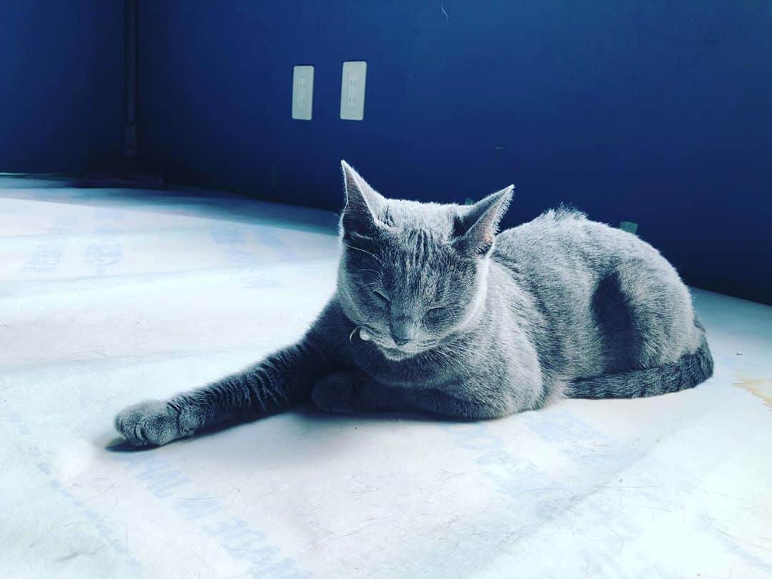 金成公信のインスタグラム：「右手かわいい。#ネコ #猫 #cat #catlife #catstagram #catlover #catsofinstagram #cats #猫のいる暮らし #猫好きさんと繋がりたい #灰猫 #灰トラ #ロシアンブルー #russianblue #瑠美子 #梢枝」