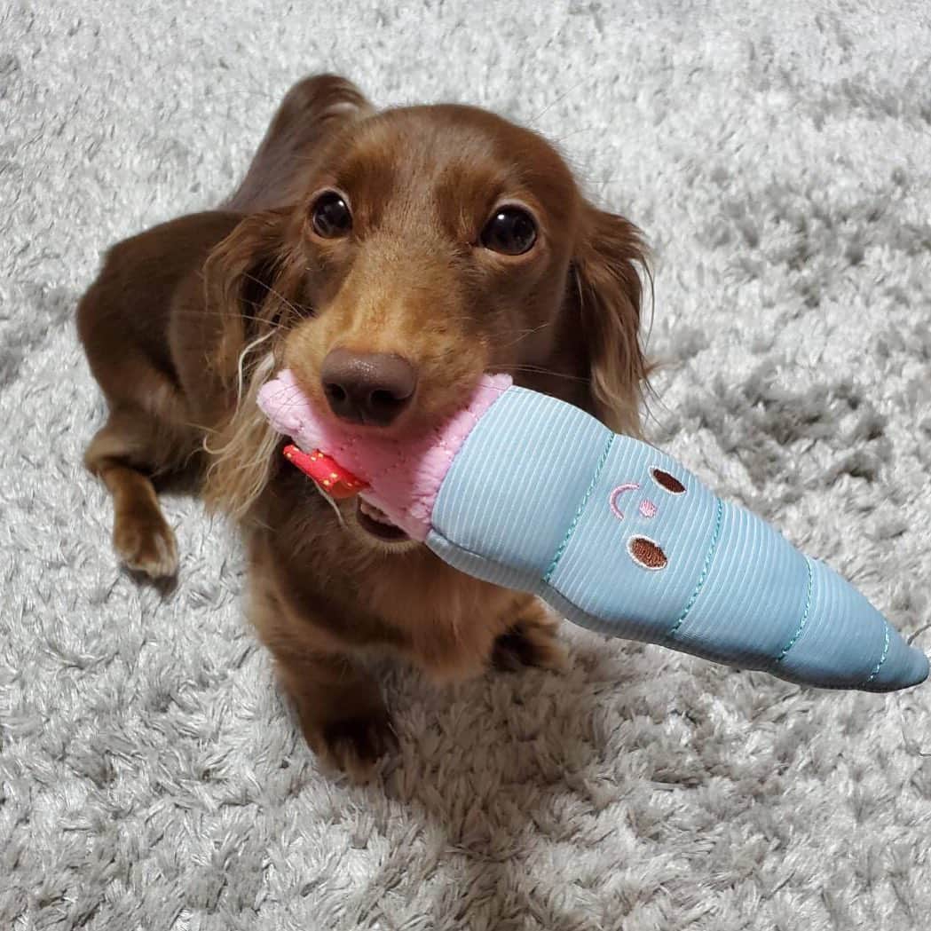 北見寛明のインスタグラム：「愛犬が #さつまいものおもちゃの次は #ソフトクリームのおもちゃ #無限に持ってきて #夏の終わりはもう少し先だと伝えてくる #それにしても #可愛すぎて胸はじけ飛ぶ #底知れない  #dog #dogstagram #doglover #doglife #dogsofinstagram #doglovers #dogs #dogoftheday #dogphotography #doglove #dogmom #dogsitting #dogmodel #dogsofinstaworld #dachshund #dachshundsofinstagram #dachshunds #dachshundpuppy #miniaturedachshund #犬　#仔犬　#ミニチュアダックスフンド #ミニチュアダックス」