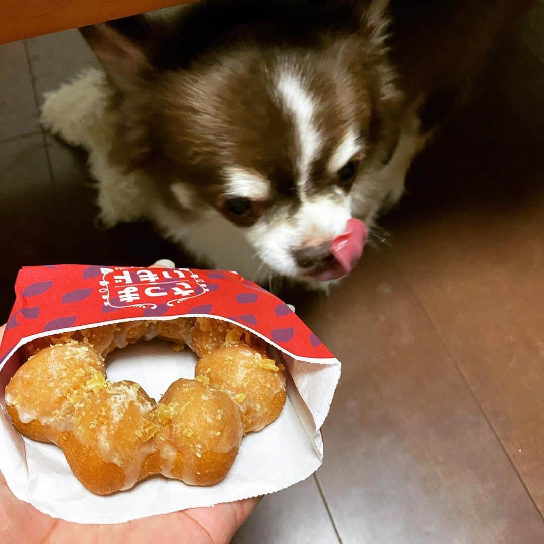 こまけいこのインスタグラム：「おかげさまでワンコはその後出血もなく元気にしております🐶  傷もないのでぶつけた拍子に鼻血が出てしまったのかもしれない。  ドーナツ食べようとしたら寄ってきたので匂いも大丈夫みたい。  今回のことは息子が異常に大騒ぎしたので逆に冷静になれた。 この感覚なんか覚えあると思ったら、父の病気がわかった時に母がすごかったので自分はすごく冷静だったのを思い出した。  感情のコントロールというのは難しいし、人それぞれでもある。  個性を受け入れることなんだろうな。」