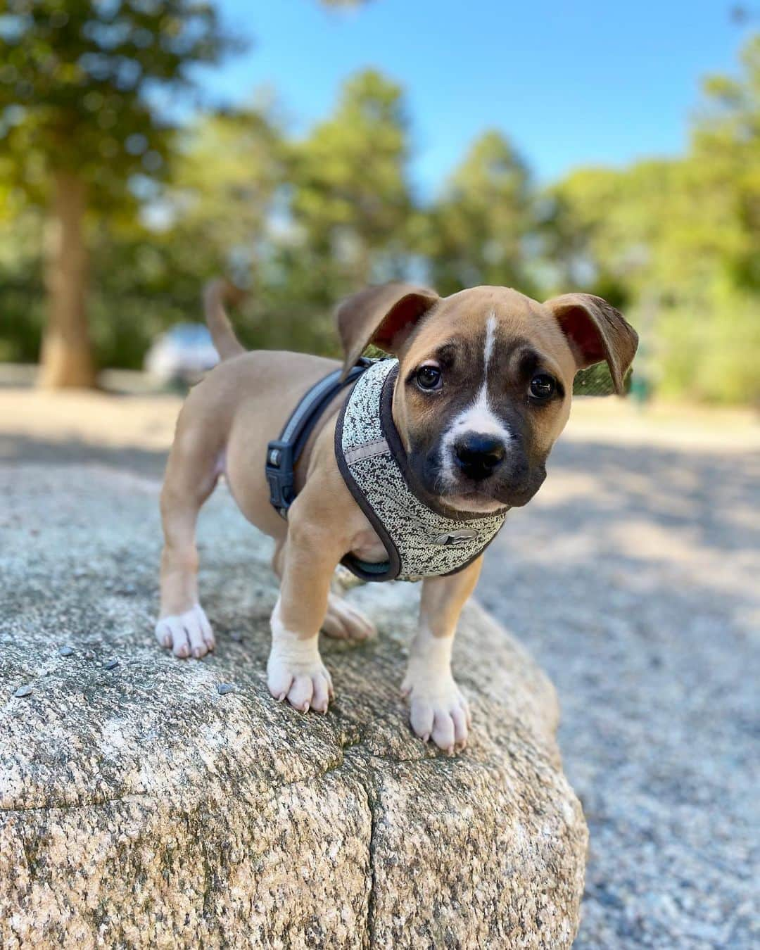 The Dogistさんのインスタグラム写真 - (The DogistInstagram)「Willow, Bullmastiff mix (8 w/o), Falmouth Dog Park, Falmouth, MA • “She just learned how to go up and down the stairs.”」9月7日 14時39分 - thedogist