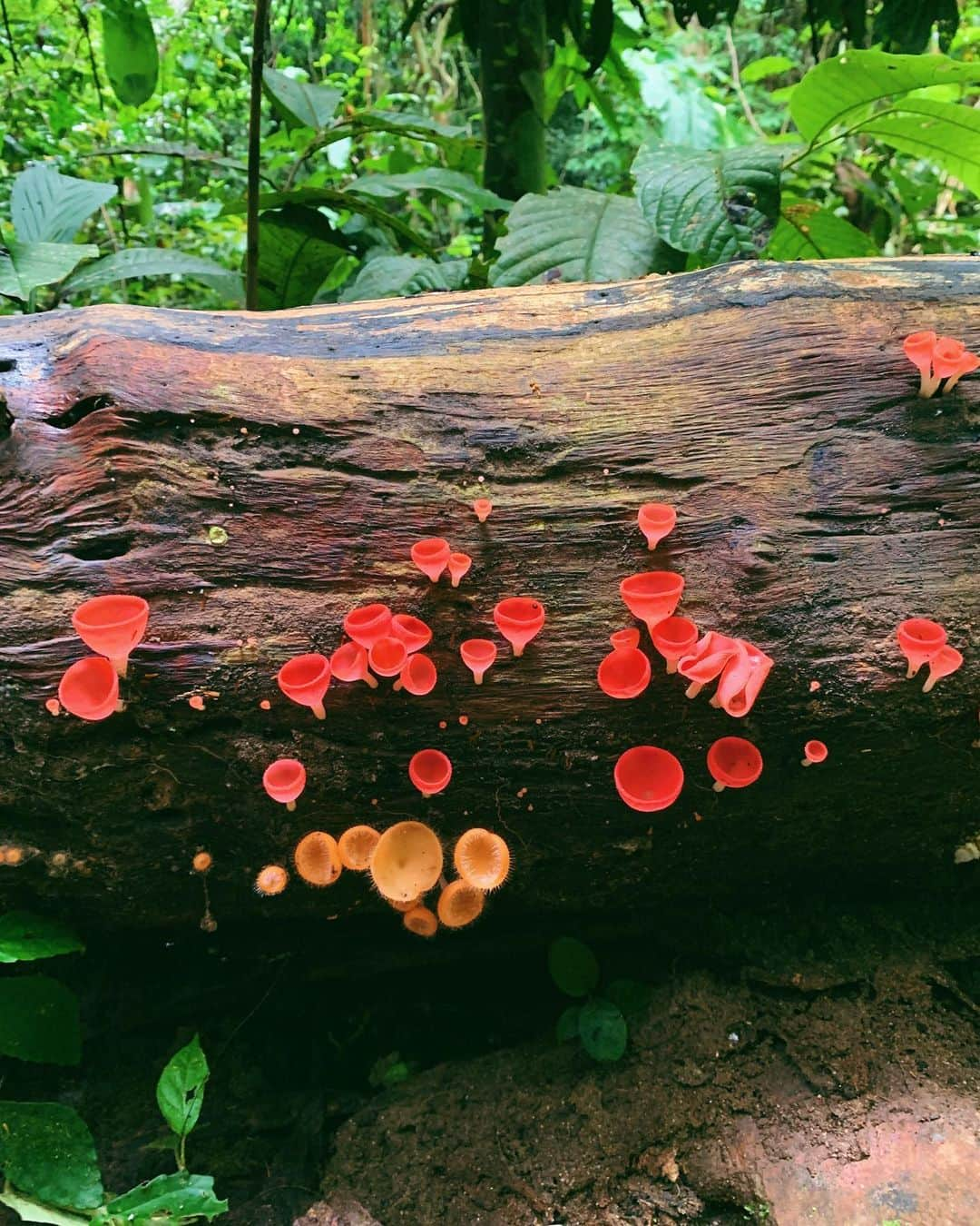 Amata Chittaseneeさんのインスタグラム写真 - (Amata ChittaseneeInstagram)「Chiangdao Classroom: Rainy Season  เขตรักษาพันธุ์สัตว์ป่าเชียงดาว #mushroomsociety 🍄 เห็ดถ้วยแชมเปญ สกุล Cookeina 🍾 ที่พบบ่อยๆมีสองชนิดด้วยกันเห็ดถ้วยส้มขนยาว/Cookeina tricholoma กับเห็ดถ้วยแดงอมชมพูขนสั้น/Coockeina sulcipes สีสันน่ารักมากๆ เป็นอีกเห็ดที่ทำหน้าที่เป็นผู้ย่อยสลายในระบบนิเวศ 😊 เหมือนแก้วแชมเปญมะ 555 เอ้าาาาา cheers 🥂 #cupfungi #mushroomsofinstagram #decomposer #reconnectwithnature #forestbathing #pearypiesmileycamp #chiangdao #pearypiegoesgreen #chiangdaoclassroom #saprophyte #cookeina」9月7日 14時45分 - pearypie