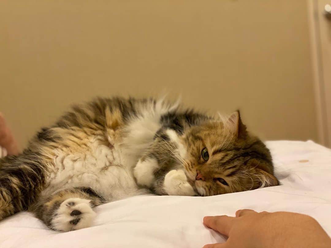 Haruのインスタグラム：「Precious time together 🤎」