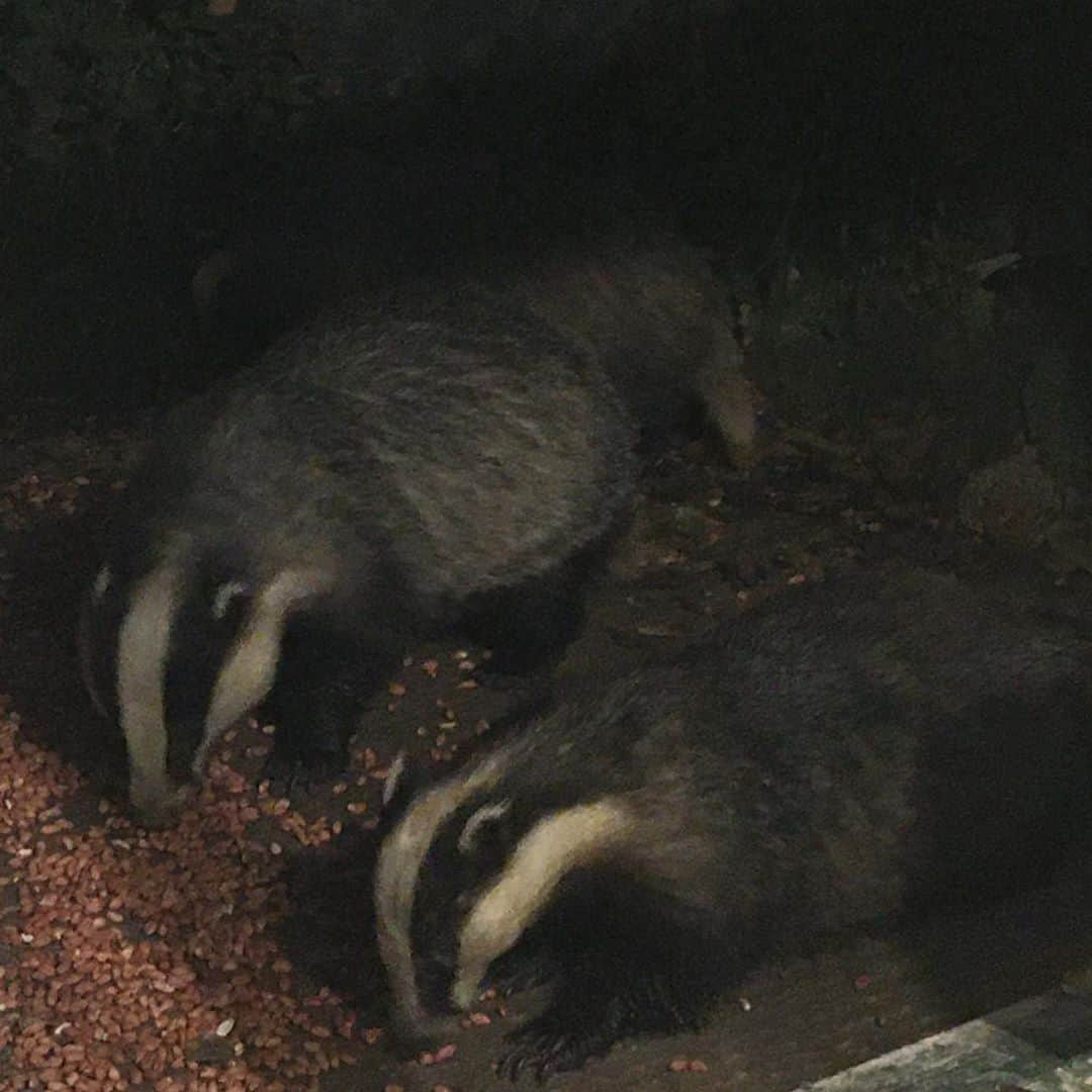 ルーファス・テイラーさんのインスタグラム写真 - (ルーファス・テイラーInstagram)「Barry the badger and his mates, Ben, Barnaby and Bruce. Till next time Baz 👊🏼🤨」9月8日 0時55分 - rufusttaylor