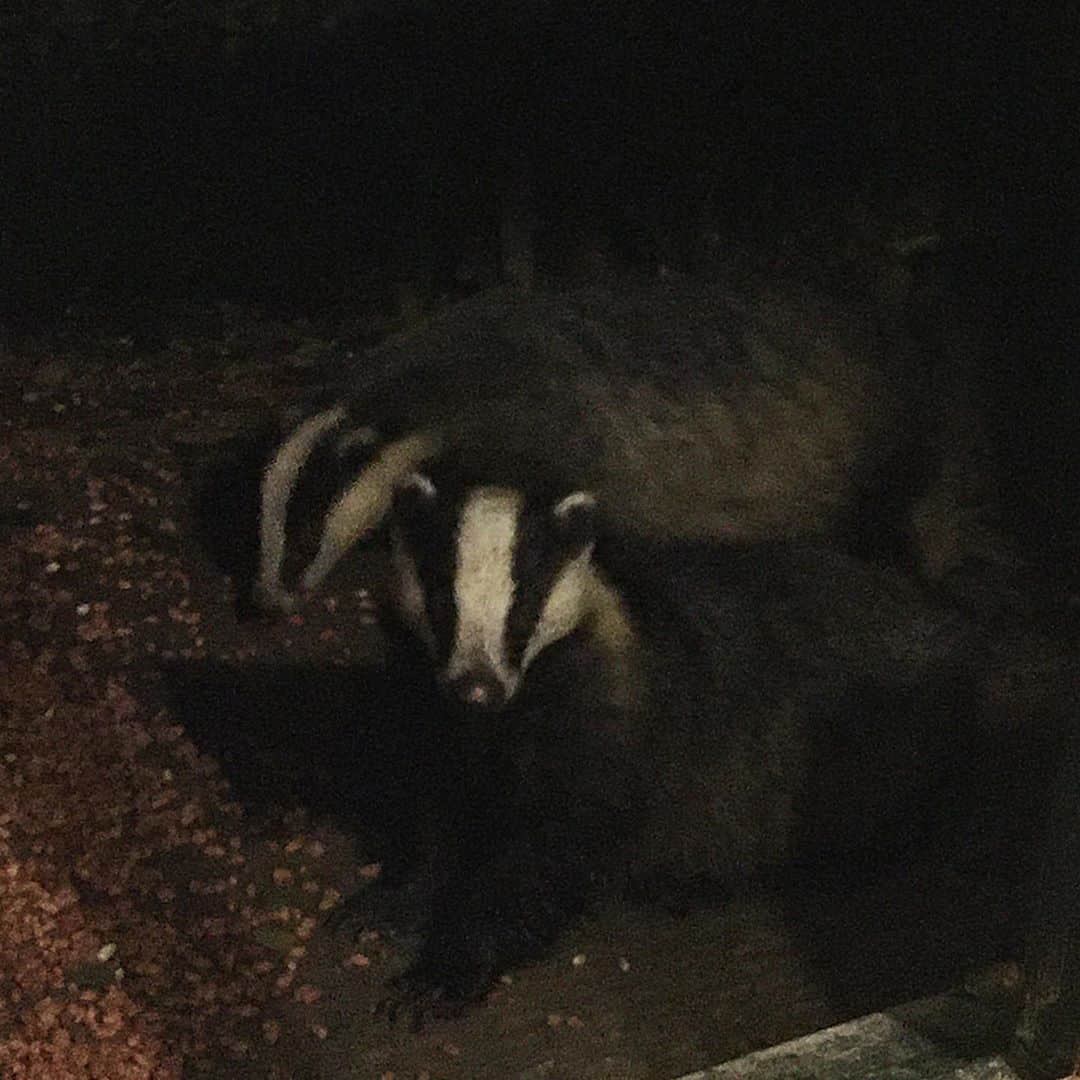 ルーファス・テイラーのインスタグラム：「Barry the badger and his mates, Ben, Barnaby and Bruce. Till next time Baz 👊🏼🤨」