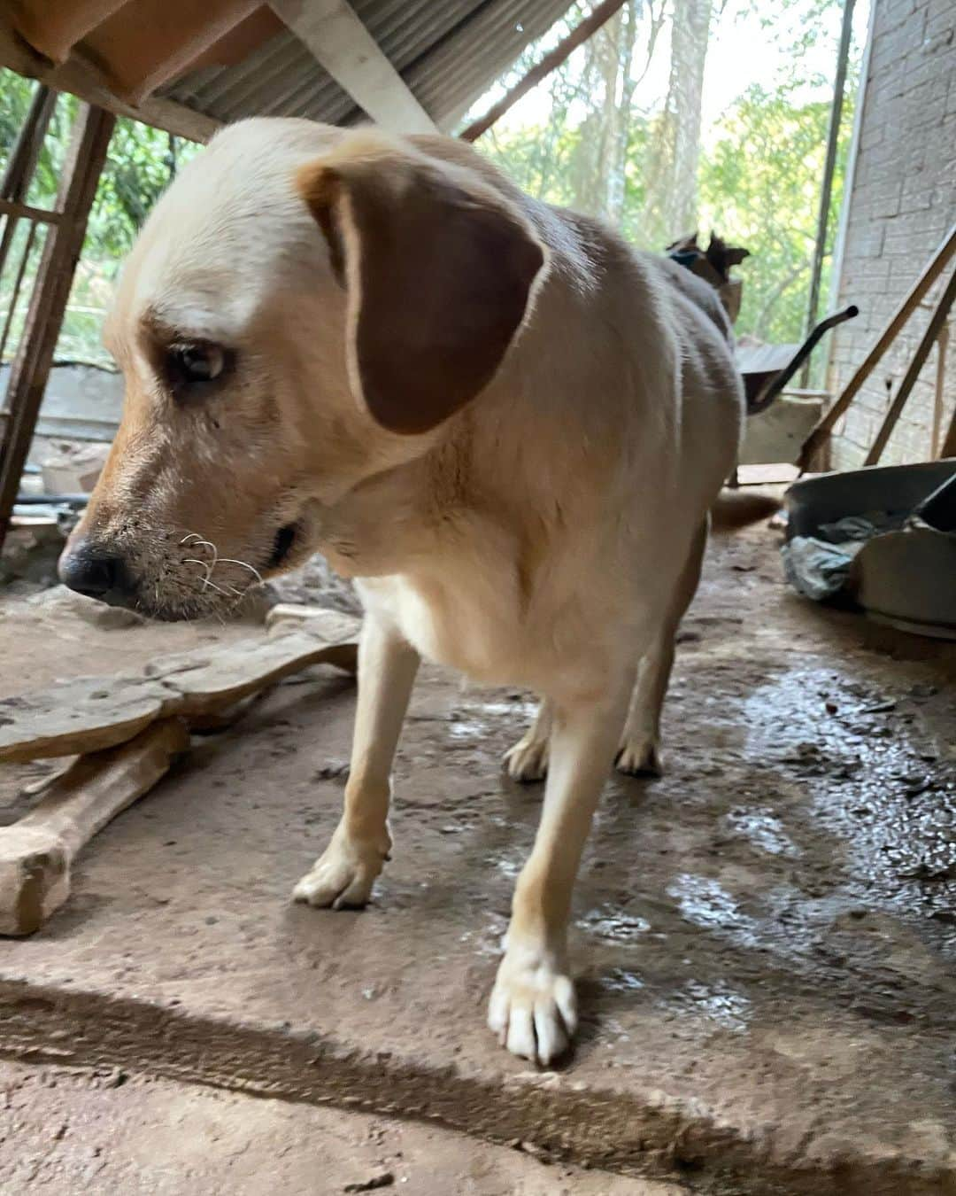 Bobさんのインスタグラム写真 - (BobInstagram)「Quem acompanhou os stories do final de semana viu que o time do @fucasdobem visitou uma casa onde estão 24 cães, a senhora que cuidava deles faleceu e eles vivem sozinhos na propriedade , uma amiga dessa senhora criou o @adoteumaumigo e conseguiu doar boa parte que estava lá , como disse hoje temos 24 ainda, essa amiga vende @cogumelodobem e com esse dinheiro está comprando ração, além de pagar uma pessoa que vai todos os dias dar comida e água além de limpar o local. Precisamos de adotantes responsáveis pra essa turma que restou, estamos tentando uma feira de adoção com alguns deles e paralelamente algum local que possa dar abrigo a esses cães que não conseguirem ser adotados🙏 contamos com apoio de todos na divulgação, informações sobre os cães entre em contato com @adoteumaumigo ❤️ @del.brunolima @julinhocasares @caesdomundodalua @encontreiumamigo @pousadarohsler @caopanheiras 🙏🙏🙏」9月8日 1時04分 - bob_marley_goldenretriever