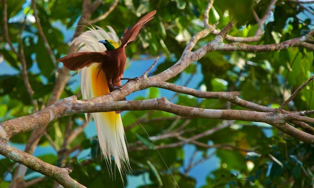 Tim Lamanさんのインスタグラム写真 - (Tim LamanInstagram)「Photos by @TimLaman.  My passion for photographing birds-of-paradise first grew from a desire to document some amazing birds that few people have had a chance to see in the wild, and share them with the world in the pages of National Geographic.  As I made 30 expeditions to the region where they occur (Papua Indonesia, PNG, and N. Australia) over the past 15 years, I came to realize that they are the best ambassadors for conserving their rain forests, the third largest remaining block of rain forest in the world (after the Amazon and Congo), and thus so important to keep as forest to mitigate global warming and protect biodiversity.  The local people of Papua realize that protecting their forest for the birds, and hosting visiting birders and other tourists to see them, is a way for them to receive a livelihood from the forest.  So my hope is that my photography and films of these birds can contribute to greater appreciation and thus conservation of Papua’s forest.  But at the moment, international travel to Papua is on hold.  The local guest-house owners and birding guides have no income.  So I’m trying to help in a small way by doing some fundraising here through my bird-of-paradise prints and sending funds directly to the people in Papua.   So if you’d like to help and also own a Tim Laman print to brighten your home or workplace, please visit my online store at the link in bio or www.timlamanfineart.com.  We offer prices and sizes for all budgets and spaces.    These are a few examples from my BoP gallery:  1) Lesser BoP, West Papua, Indonesia.  2) King BoP tail, West Papua, Indonesia.  3) Blue BoP, PNG.    #Birdsofparadise #birds #Papua #Indonesia #PN」9月8日 1時12分 - timlaman