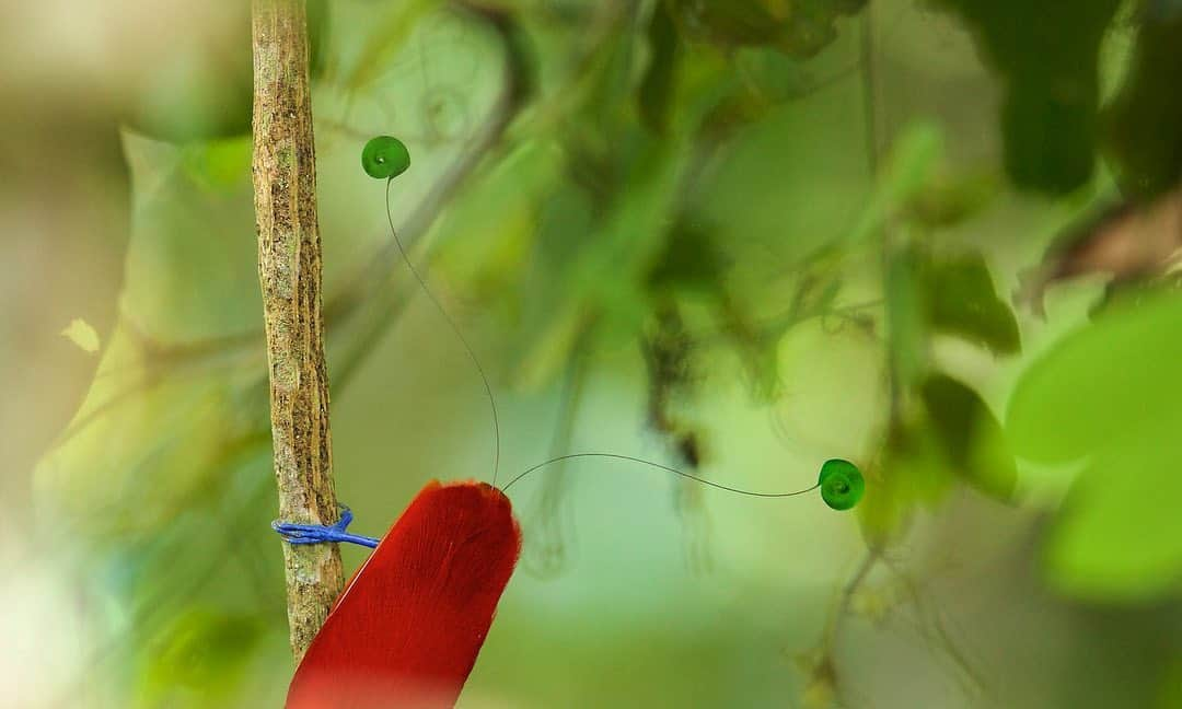 Tim Lamanさんのインスタグラム写真 - (Tim LamanInstagram)「Photos by @TimLaman.  My passion for photographing birds-of-paradise first grew from a desire to document some amazing birds that few people have had a chance to see in the wild, and share them with the world in the pages of National Geographic.  As I made 30 expeditions to the region where they occur (Papua Indonesia, PNG, and N. Australia) over the past 15 years, I came to realize that they are the best ambassadors for conserving their rain forests, the third largest remaining block of rain forest in the world (after the Amazon and Congo), and thus so important to keep as forest to mitigate global warming and protect biodiversity.  The local people of Papua realize that protecting their forest for the birds, and hosting visiting birders and other tourists to see them, is a way for them to receive a livelihood from the forest.  So my hope is that my photography and films of these birds can contribute to greater appreciation and thus conservation of Papua’s forest.  But at the moment, international travel to Papua is on hold.  The local guest-house owners and birding guides have no income.  So I’m trying to help in a small way by doing some fundraising here through my bird-of-paradise prints and sending funds directly to the people in Papua.   So if you’d like to help and also own a Tim Laman print to brighten your home or workplace, please visit my online store at the link in bio or www.timlamanfineart.com.  We offer prices and sizes for all budgets and spaces.    These are a few examples from my BoP gallery:  1) Lesser BoP, West Papua, Indonesia.  2) King BoP tail, West Papua, Indonesia.  3) Blue BoP, PNG.    #Birdsofparadise #birds #Papua #Indonesia #PN」9月8日 1時12分 - timlaman