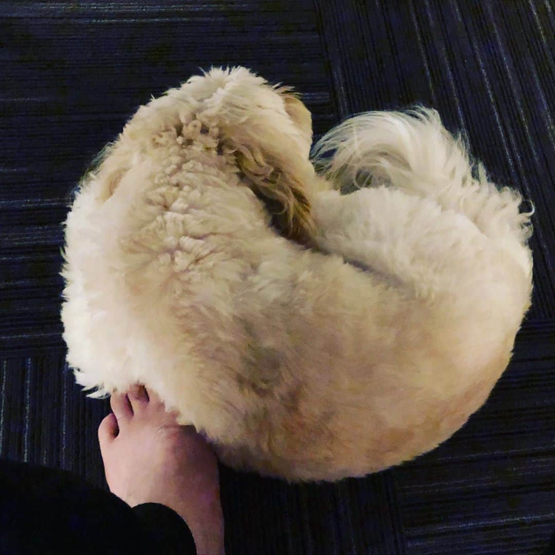 北山陽一のインスタグラム：「おやすみなさい。#きたやまおもち」