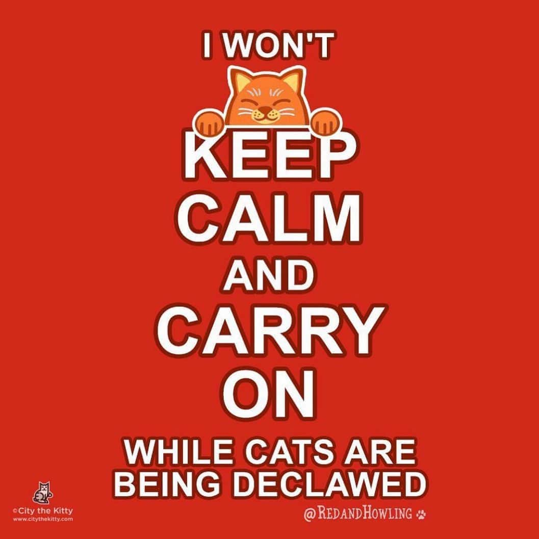 City the Kittyさんのインスタグラム写真 - (City the KittyInstagram)「Please join us and help us end this cat cruelty. 🐾❤️#voiceforthevoiceless #dosomething #stopdeclawing  Thank you so much to @redandhowling for this and for helping our important cause.  #redandhowling」9月8日 2時12分 - citythekitty