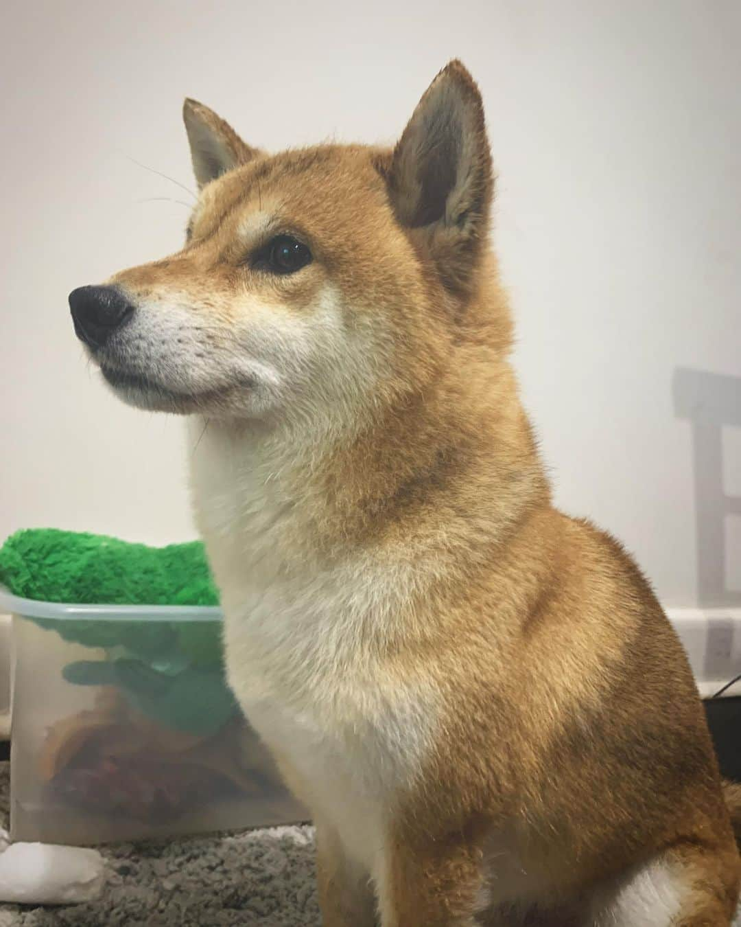 Shibainu Pontaさんのインスタグラム写真 - (Shibainu PontaInstagram)「シャワー日和👍  #メルボルン#柴犬#shiba」9月7日 17時21分 - pontasyk