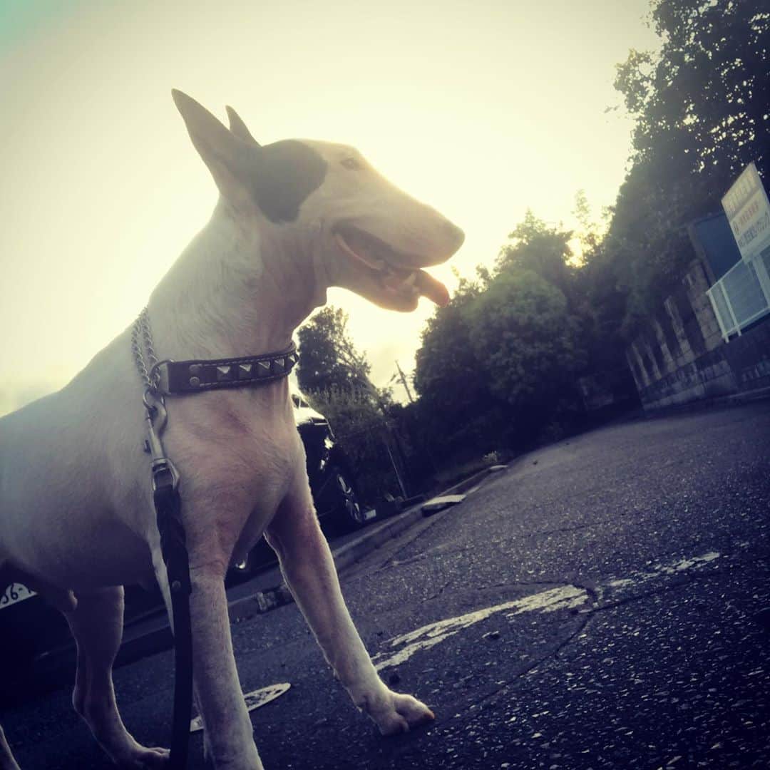 のインスタグラム：「#minituru#bull#terrier#minibullterrier#miniturubullterrier#dog#dogstagram#cute#qtaro#love#family#ミニチュア#ブルテリア#ミニチュアブルテリア#Q太郎」