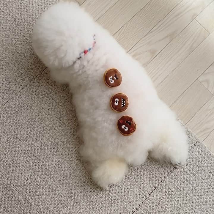 ゆうのインスタグラム：「. . 9月の#doggybox クッキー🍪のオモチャ可愛い💕 . 中に入ってたお手紙💌を イタズラする悪いアーニーさん登場😂 . オヤツもアーニーの好きな サーモン入ってて良かったねぇ🐟 . . #他のオヤツは豚耳とホタテ #ミニシャンプーも入ってた🧴 @doggybox_jp  #ドギーボックス #ドギボ #pr . . .」