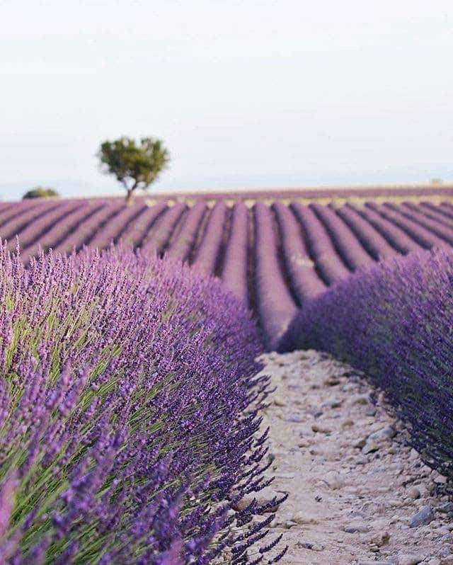 のインスタグラム：「. Breathtakingly beautiful lavender fields in Provence. #SeptemberMyWay  うっとりするほど美しい #プロヴァンス のラベンダー畑✨ . . Photo by @aleksandrabangueses Post your memories with #FlyJAL  #JapanAirlines #france #provance #lavendarfields #flowerphotography」