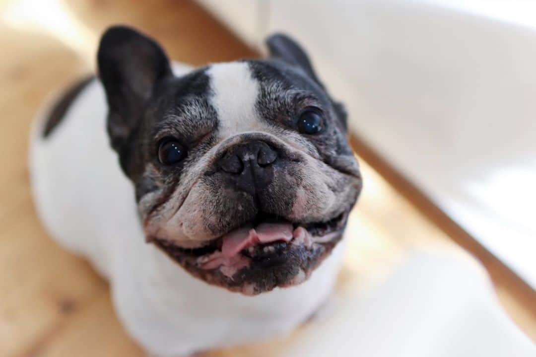 French Bulldog Lifeのインスタグラム