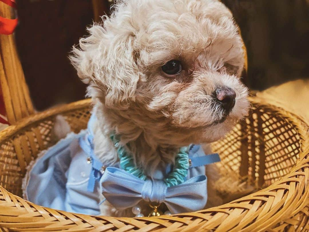 okamotosayaka さんのインスタグラム写真 - (okamotosayaka Instagram)「🍮🌸💓 . . . . . . . . . . . #dog#marupu#dogfashion#love#マルプー#マルプー子犬#子犬#ミックス犬#可愛い#わんちゃん#犬服#犬のいる暮らし#犬バカ部#マルプー女子#マルプー部#まるぷー」9月7日 18時02分 - xxsayaka6312xx