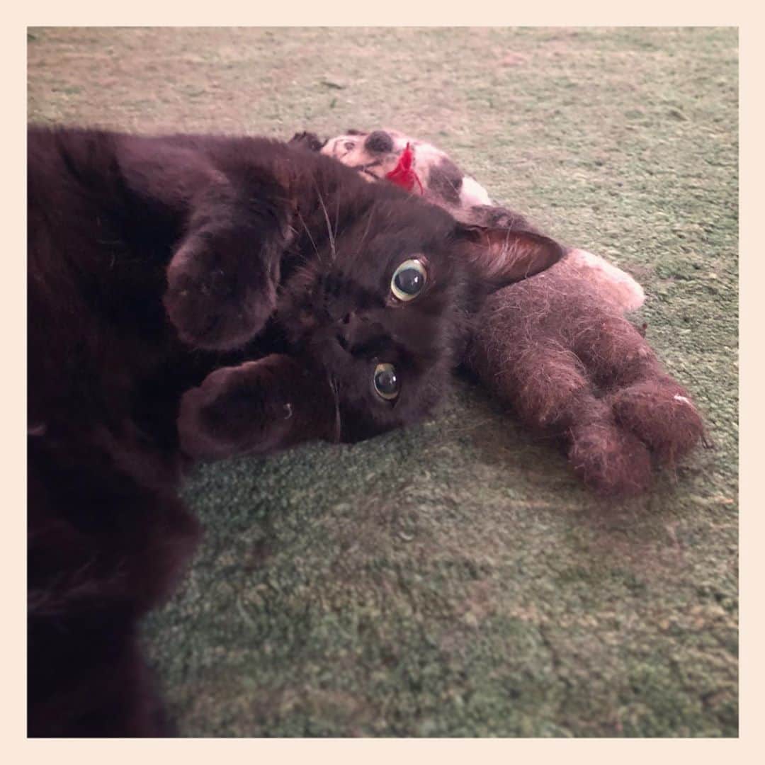 パンといっぴきのインスタグラム：「#元野良猫 #黒猫 #blackcat」