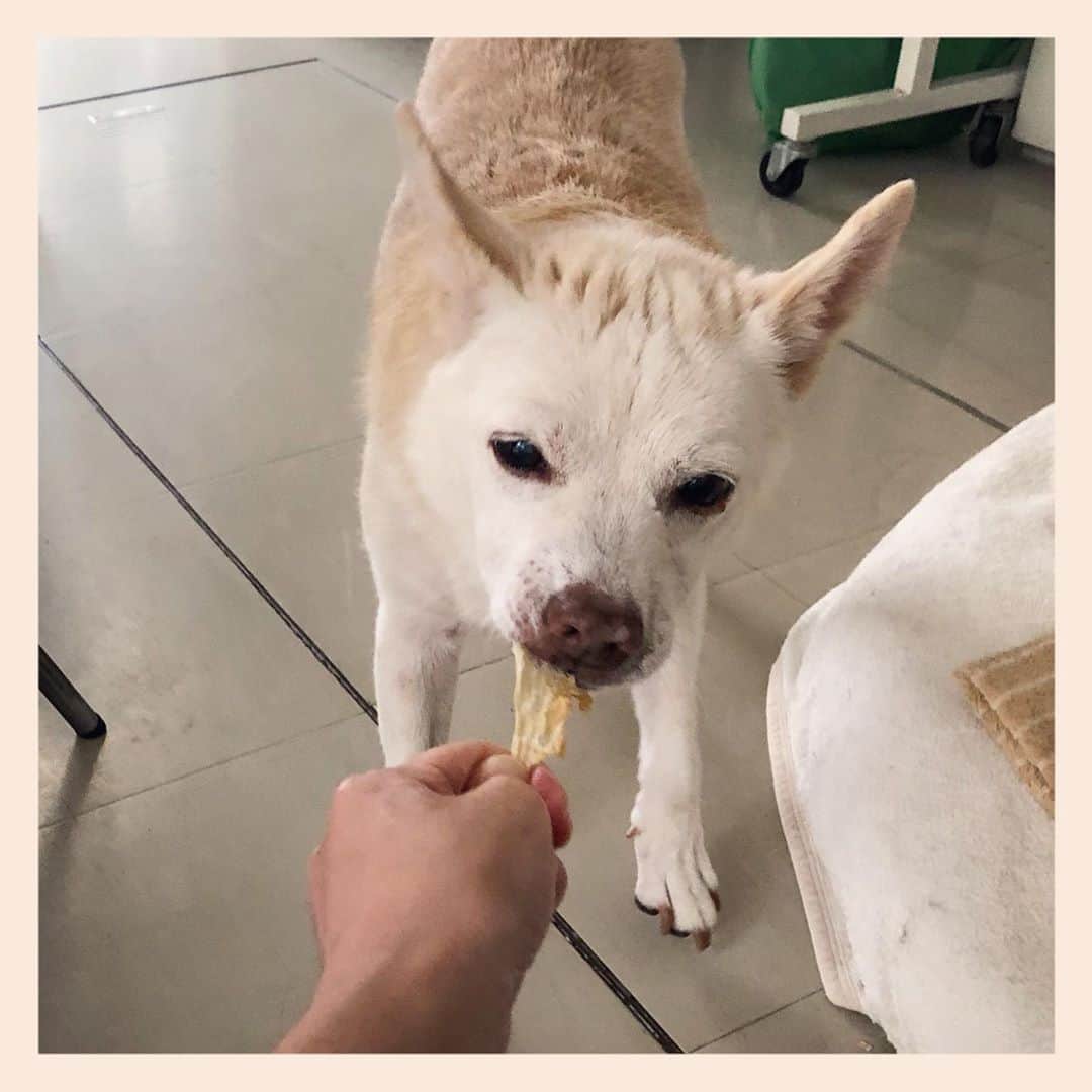 パンといっぴきのインスタグラム：「#元保護犬 #雑種犬 #crossbreed #mixdog #キップル14歳」