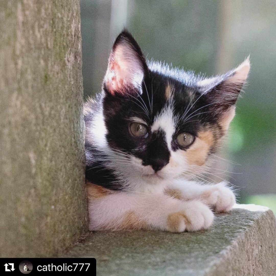 ねこのインスタグラム