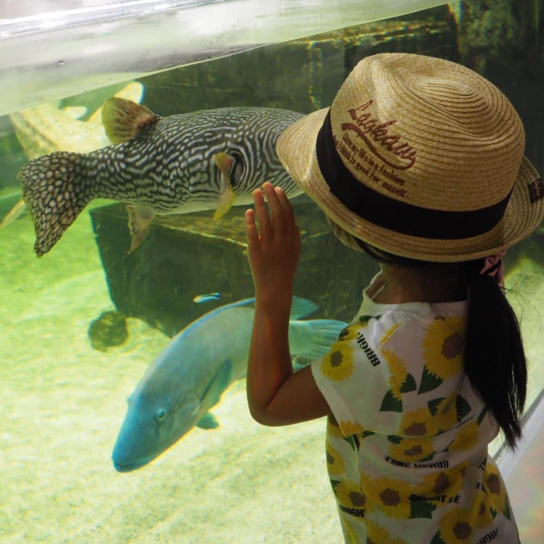 田井弘子さんのインスタグラム写真 - (田井弘子Instagram)「#水族館　行きたいなぁ〜  先日の #釣り　に行きたい熱も増してる  なんなら海の中を「自由に泳ぎ周れたら」と思う。  #鯛プロ #擬鯛  で、芝居ではあるが鯛を演じたのが気持ち良かったのかもしれない 演ってる時は、そんな事思って無かったけど。  写真は、何時ぞやの大阪の水族館。 3枚目、よその子やけど 「お母ちゃん、この魚🐟 美味しそやなぁ〜」 の図  #自粛あと1週間  #私を海に連れてって」9月7日 18時12分 - hirokotai