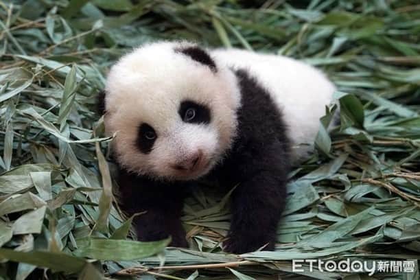 iPandaさんのインスタグラム写真 - (iPandaInstagram)「Baby panda Yuan Bao born at Taipei Zoo is now 71 days old, and her weight has reached 4.2kg. How is her eyesight developing? Nannies find out that her eyes will blink if waving 4 cm in front of her, while she won’t be able to see an object placed 1 m in front of her eyes clearly until she is around 90 days old.  (Photo credit: Taipei Zoo; special thank to ETtoday) 🥰 🥰 🥰 #Panda #iPanda #Cute #PandaNews #CCRCGP #PandaPic #FriendshipMessenger #HowGiantPandasGrowUp」9月7日 18時30分 - ipandachannel