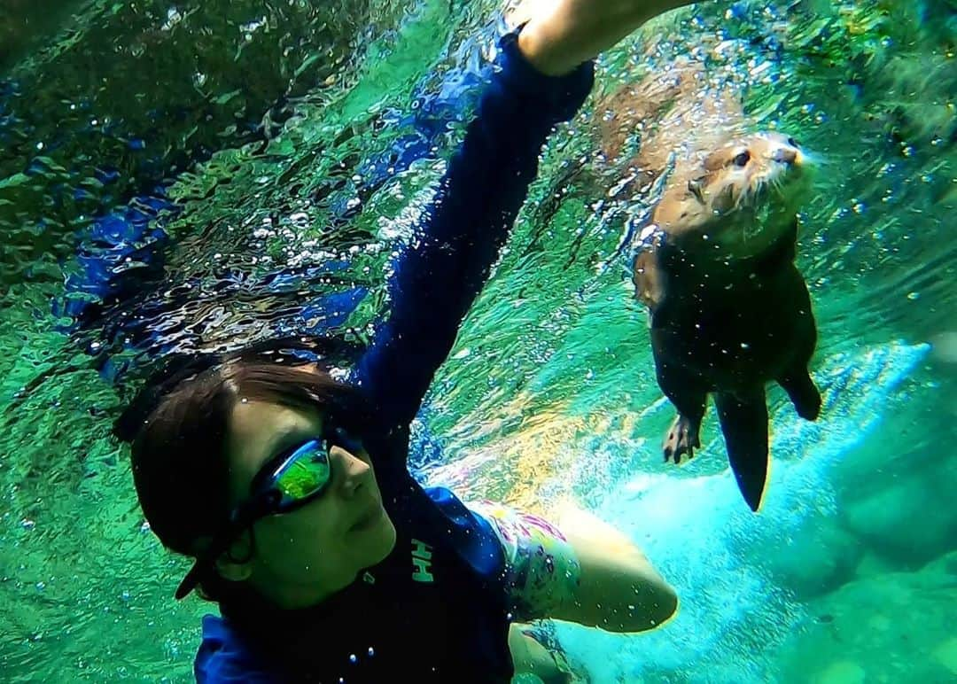 芳美リンさんのインスタグラム写真 - (芳美リンInstagram)「カワウソAtyとお友達になって約3ヶ月。﻿ ﻿ 念願の水中自撮りに成功！﻿ ﻿ 追いかけても早すぎて追いつけないので、﻿ 先に泳いでいる所を、追いかけてもらう作成が功を奏しました！﻿ ﻿ ﻿ キレイな川のおかげで、透明度抜群。﻿ 躍動感ある写真が撮れました！﻿ ﻿ 次はドームポート使って、半水中写真に挑戦したいな。﻿ ﻿ #Aty#カワウソAty#カワウソ#アティ#川遊び#キャンプ#阿寺渓谷#アウトドア#GoProjp#GoPro8﻿ ﻿ ﻿」9月7日 18時40分 - lynn.lynn5