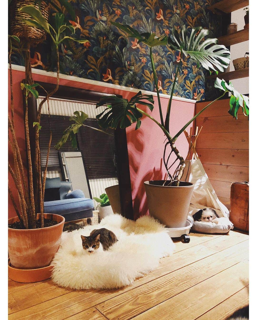 juntowaさんのインスタグラム写真 - (juntowaInstagram)「それぞれお気に入りの場所でくつろいでるよ。テントはふねのもの。#犬と猫#犬と猫のいる暮らし」9月7日 18時48分 - juntowa
