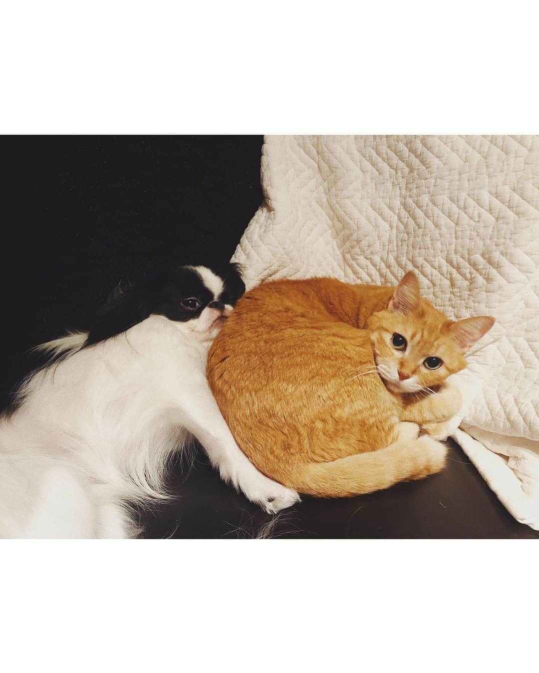 juntowaのインスタグラム：「それぞれお気に入りの場所でくつろいでるよ。テントはふねのもの。#犬と猫#犬と猫のいる暮らし」