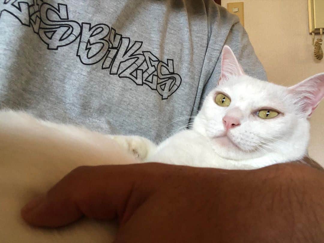 のインスタグラム：「ねこ　かんとく #八おこめ  #ねこ #監督」
