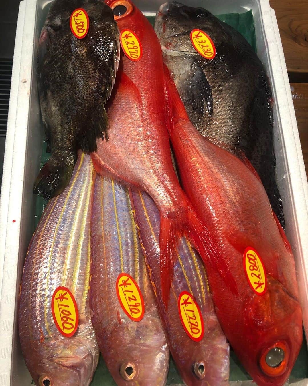 森田釣竿さんのインスタグラム写真 - (森田釣竿Instagram)「明日はどんな魚と出会えるか？一魚一会だな。大切にし鯛。#浦安 #泉銀 #漁港 #魚屋 #そのままお渡し値段 #魚食えコノヤロー」9月7日 19時13分 - tsurizaomorita3710