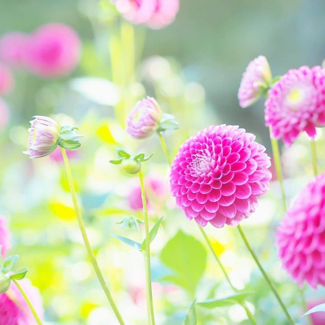 花の写真館のインスタグラム：「Photo by @yumihr.⠀ https://instagram.com/yumihr/⠀ .⠀ Original Post[投稿いただいたURL]⠀ https://www.instagram.com/p/B38D82UgSc9/⠀ .⠀ 本アカウントは、 #私の花の写真 をつけてInstagramに投稿された皆さまの花の写真や、「花の写真館」Facebookページで投稿された花の写真を紹介します。⠀ 「花の写真館」Facebookページは、「 @floral.photograph 」のプロフィールにあるURLからご覧ください。⠀ .⠀ ※各自、政府、自治体など公的機関の指示に従った行動をお願いします。⠀⠀ 東京カメラ部および分室では、写真を「見る楽しみ」を提供することを通して、微力ながら皆様にわずかな時間でも癒しをお届けしたいと思っております。⠀ ※本アカウントは東京カメラ部がFacebook、Instagramのサービスを利用して運営しているもので、Facebook社・Instagramとは一切関係ありません。⠀ .⠀ #花の写真館 #floralphotograph #floralphoto #flower #flowers⠀ Follow: @floral.photograph」